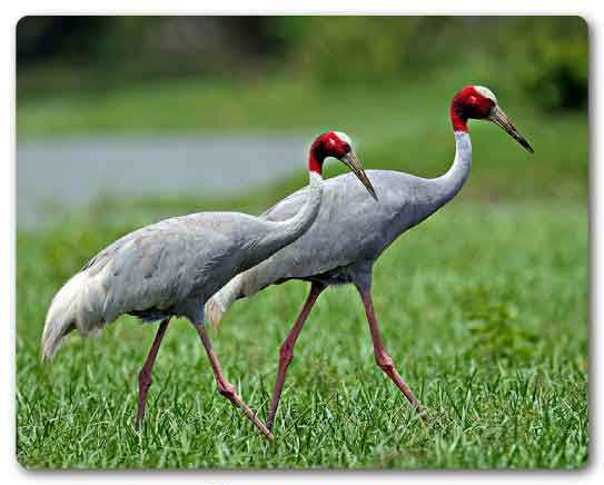  Uttar Pradesh State bird, Sarus crane, Grus antigone
